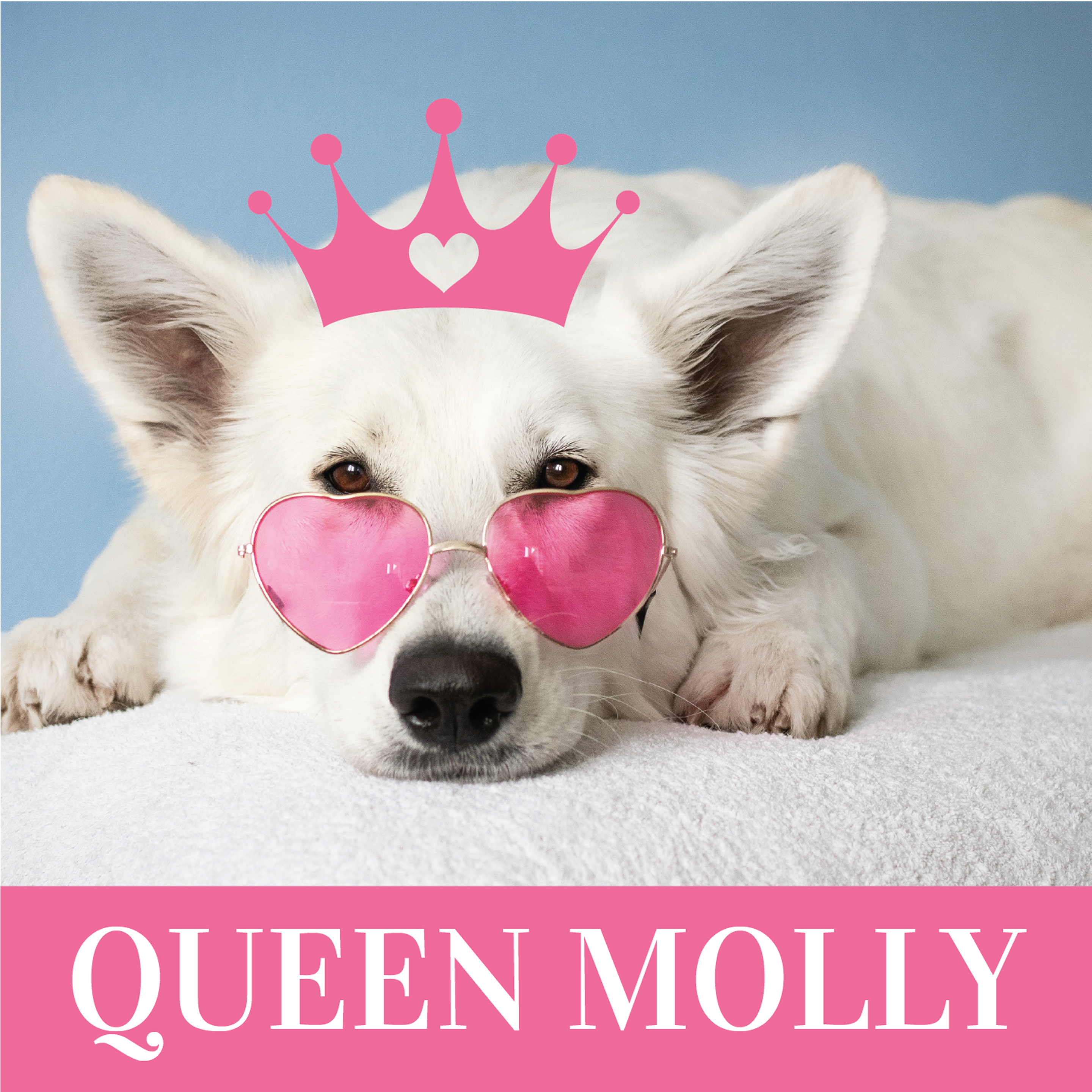 queen-pet-design-theme